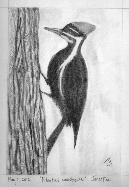 Amazing Animal Sketches In Pencil Free Animal-Simple-Pencil-Drawings-Of-Animals-Sketches-In-Zimejumi-Un Pics