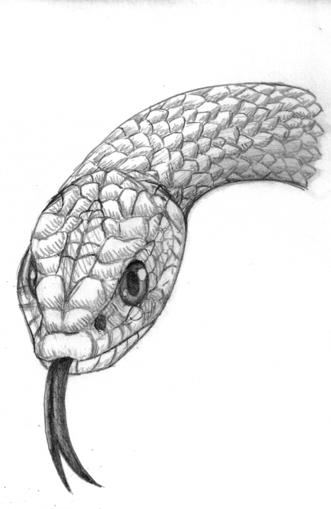 Snake Drawings In Pencil