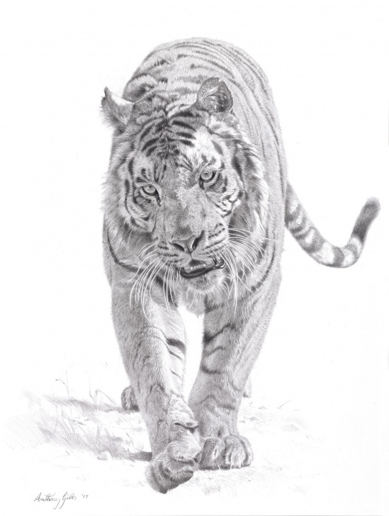Amazing Tiger Pencil Sketch Tutorial Tiger Sketch Drawing And Tiger Pencil Drawing Sketch - Stepping Pic