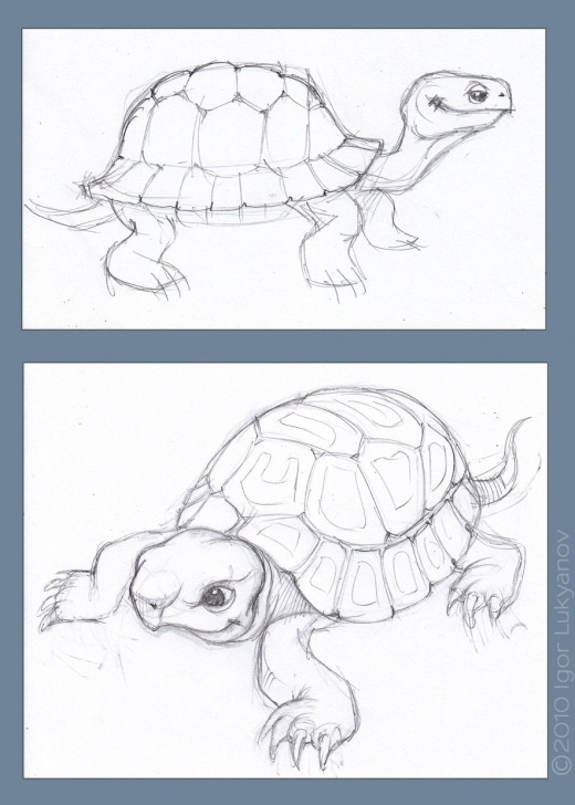 Tortoise Pencil Drawing