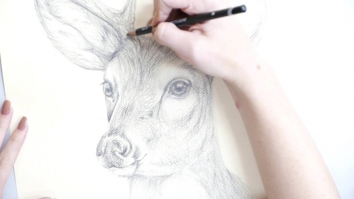 Best A Pencil Sketch Tutorials How To Make A Pencil Drawing Of A Deer. Photos