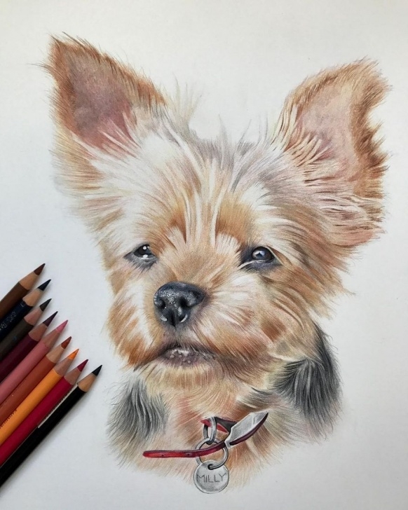 Best Animal Colored Pencil Drawings Tutorials Wildlife And Domestic Animal Drawings In 2019 | Dog Art | Animal Photos