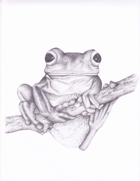 Best Frog Pencil Sketch Lessons Green Tree Frog | Pencil Sketch | Melinda Patch | Flickr Photos
