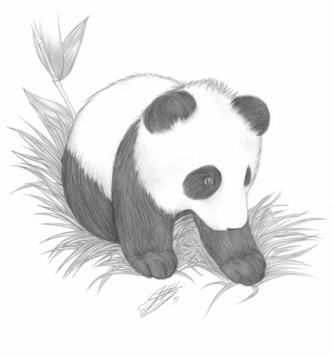 Panda Pencil Sketch