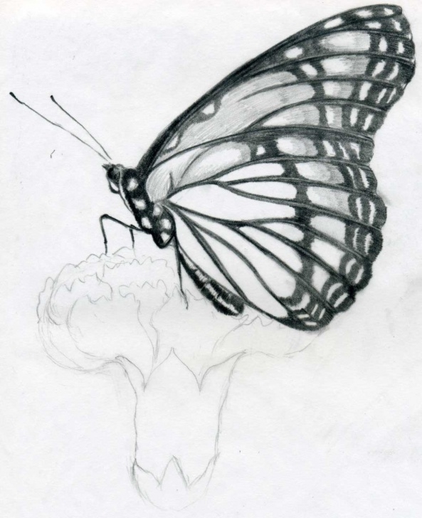 Best Pencil Drawings Of Flowers And Butterflies Step By Step Simple Butterfly Pencil Drawings You Can Practice Pic
