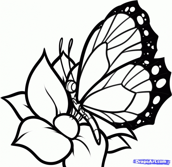 Best Pencil Drawings Of Flowers And Butterflies Step By Step Simple How To Draw A Butterfly On A Flower, Butterfly And Flower, Step By Pic