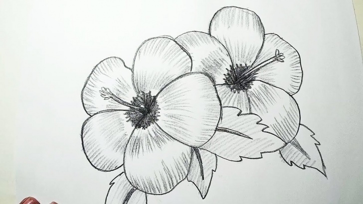 Excellent Pencil Drawings Of Flowers Easy How To Draw Hibiscus Flowers || Pencil Drawing, Shading For Beginners Pics