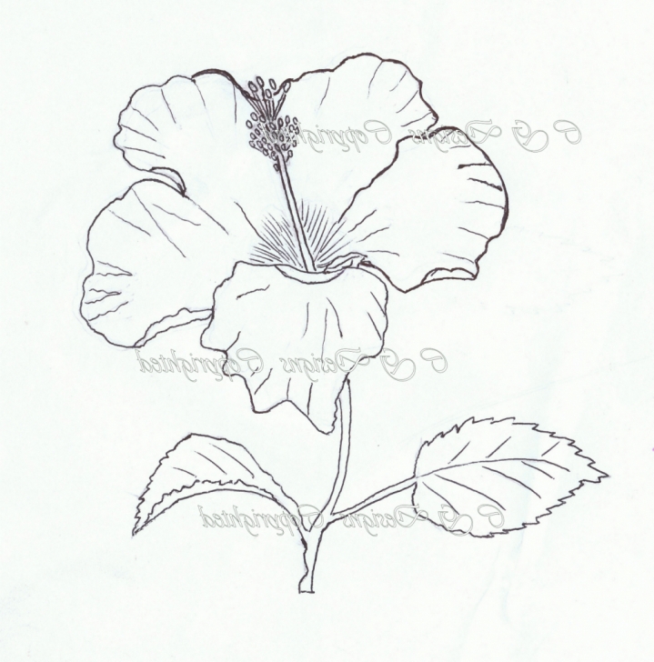 Excellent Pencil Sketch Of Hibiscus Flower Free Hibiscus Flower Pencil Drawing At Paintingvalley | Explore Image