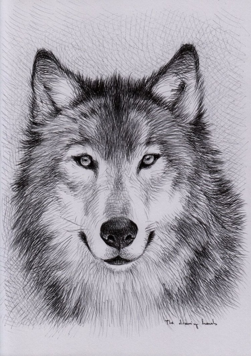 Excellent Wolf Pencil Art Techniques Unique Wolf Drawings - Google Search | Art | Wolf Painting, Wolf Image