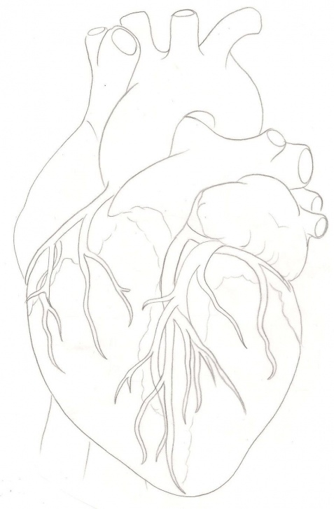 Fantastic Human Heart Pencil Drawing Simple Human Heart Tattoo By ~Metacharis On Deviantart | Always A Parents Images