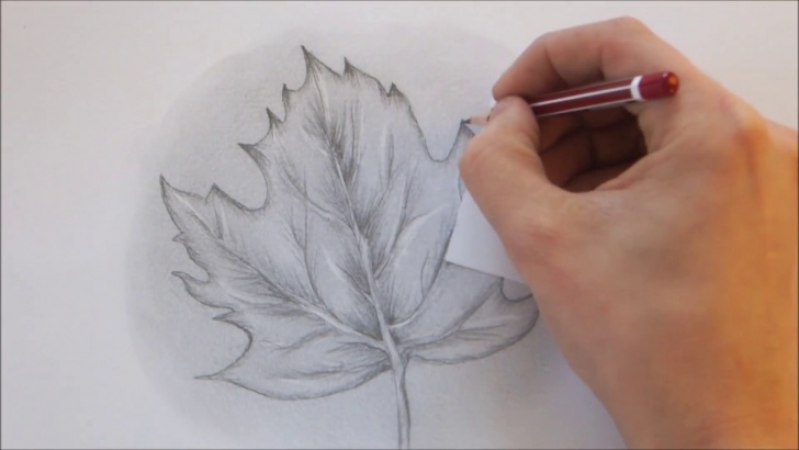 Fantastic Leaf Pencil Shading for Beginners How To Draw A Leaf Step By Step Realistic Drawing Photos
