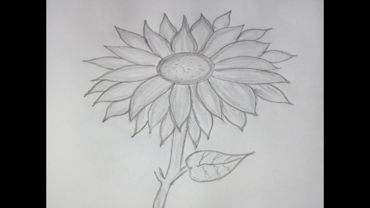 Fantastic Sunflower Pencil Sketch Tutorial How To Draw And Sketch A Sunflower Using Pencil Pics