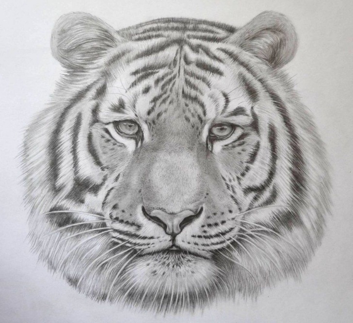 Fantastic Tiger Pencil Drawing Step by Step Drawn White Tiger Cool White #5 | Tigers In 2019 | Tiger Drawing Image