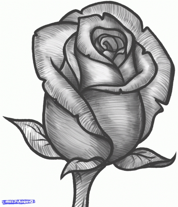 Fascinating Rose Flower Pencil Sketch Techniques Pencil Sketch Of Rose Flower And Rose Flower Pencil Drawing Flower Photo