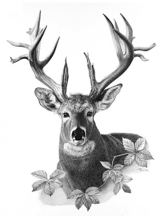 Fine Deer Pencil Drawings Tutorial Majestic Deer - Deer Pencil Drawing Print, Deer Pencil Drawing, Deer Art  Print, White Tail Deer Drawing, Deer Illustration, Deer Wall Decor Photos