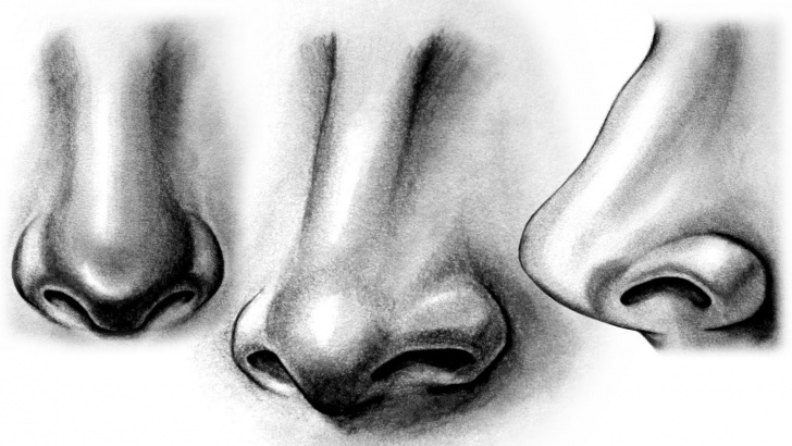 Fine Nose Pencil Drawing Easy How To Draw A Realistic Nose | Drawing/painting | Realistic Drawings Photo