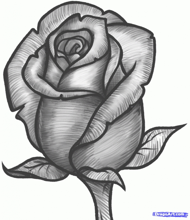 Fine Rose Pencil Shading Ideas Dongetrabi: Black And White Shaded Flower Drawing Images Pics