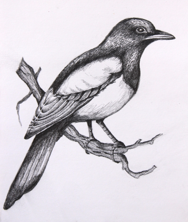 Good Bird Drawing Pencil Free Pencil Sketches Of Birds At Paintingvalley | Explore Collection Pics