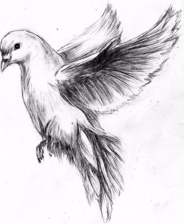 Good Bird Drawing Pencil Techniques Flying Dove Pencil Drawing - Google Search … | Birds | Drawi… Pic