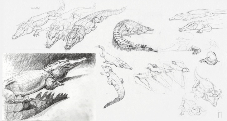 Good Crocodile Pencil Drawing Simple Crocodile Studies With Pencil : Drawing Image