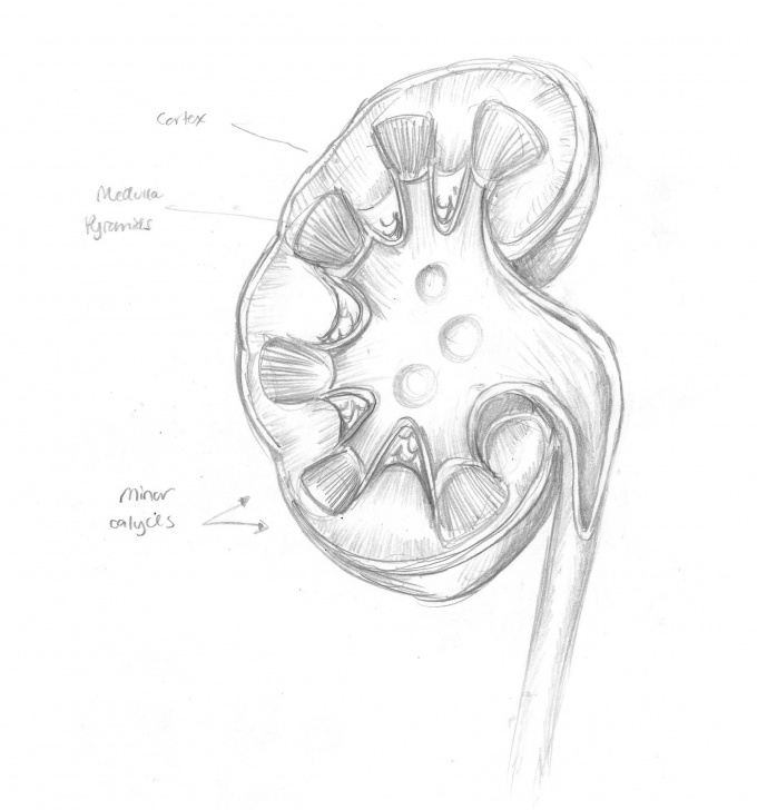 Good Kidney Pencil Drawing Courses Kidney Drawing At Paintingvalley | Explore Collection Of Kidney Pic