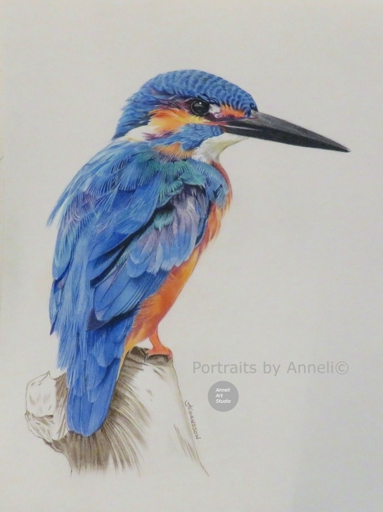 Good Kingfisher Pencil Drawing Techniques Coloured Pencil Drawing Kingfisher Bird Art. I Think I Have Used Picture