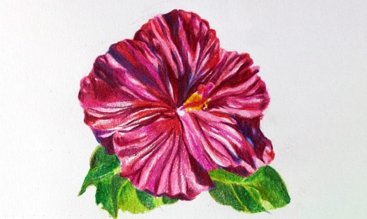 Gorgeous Colored Pencil Flower Drawings Simple Drawing Flowers In Colored Pencil: A Simple Tutorial Photos