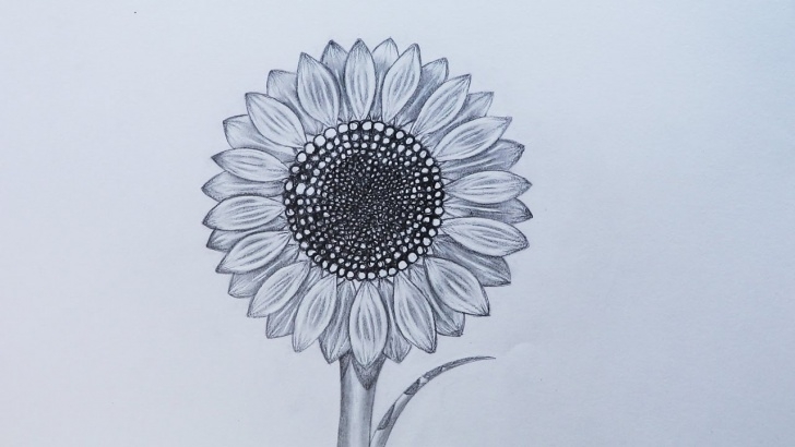 Gorgeous Sunflower Pencil Sketch Courses How To Sketch A Sunflower Picture