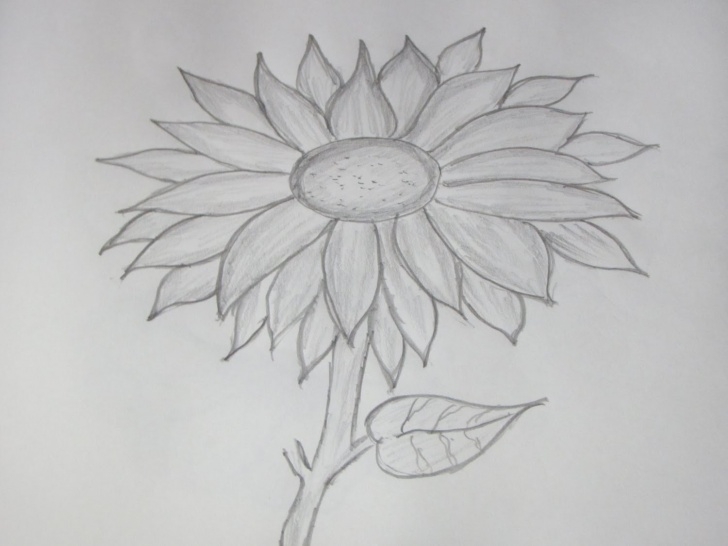 Gorgeous Sunflower Pencil Sketch Free Sunflower Paintings Search Result At Paintingvalley Pic