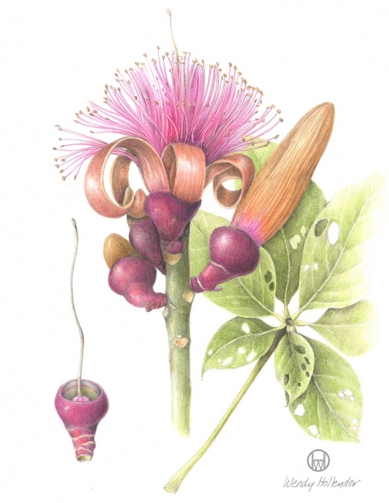 Incredible Botanical Painting With Coloured Pencils Ideas Shaving Brush Tree - Pseudobombax Ellipticum | Botanical Art In 2019 Photos