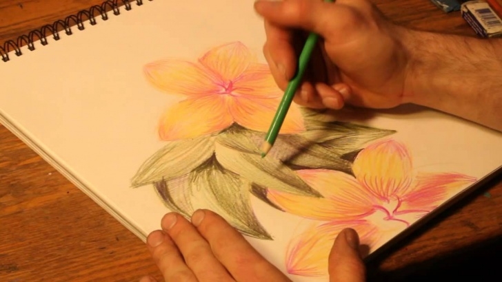 Incredible Colour Pencil Sketches Flowers Ideas How To Draw Flowers With Colored Pencils Picture