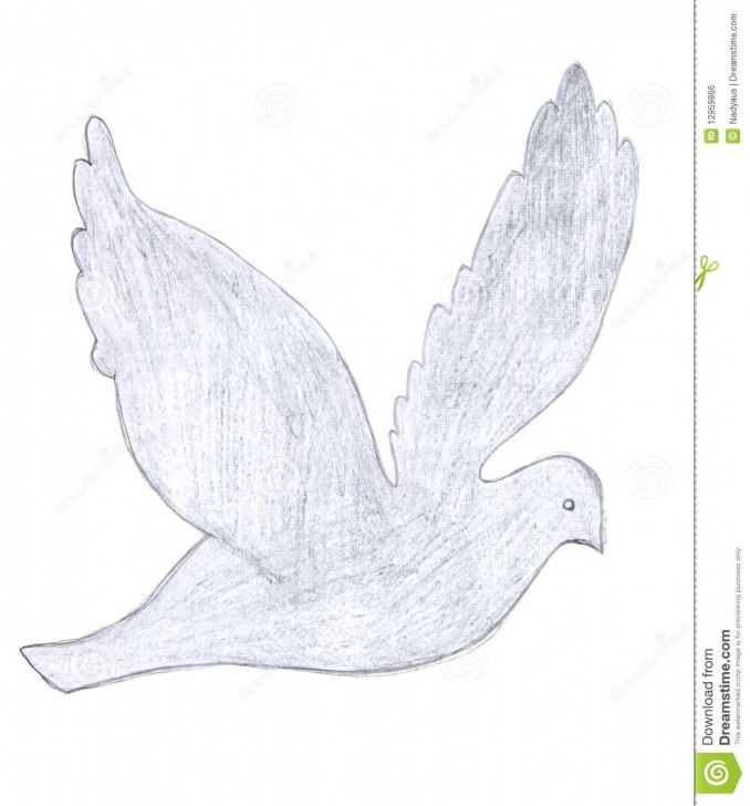 Incredible Dove Drawings Pencil Easy Dove Sketch Stock Illustration. Illustration Of Sign - 12959866 Pics