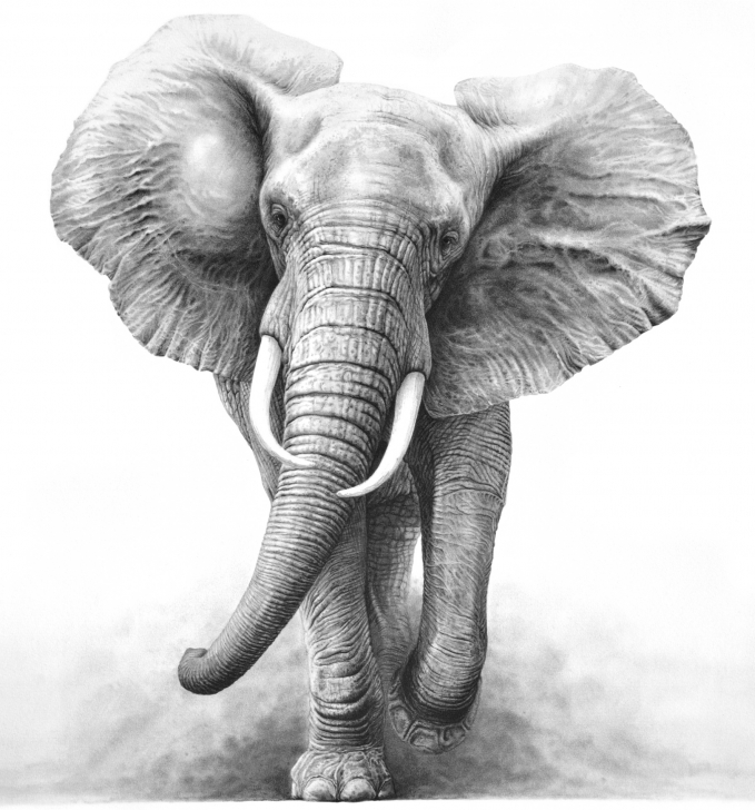 Incredible Elephant Pencil Art for Beginners Elephant Pencil Drawing Tattoo Design | Pencil Art | Elephant Tattoo Pics