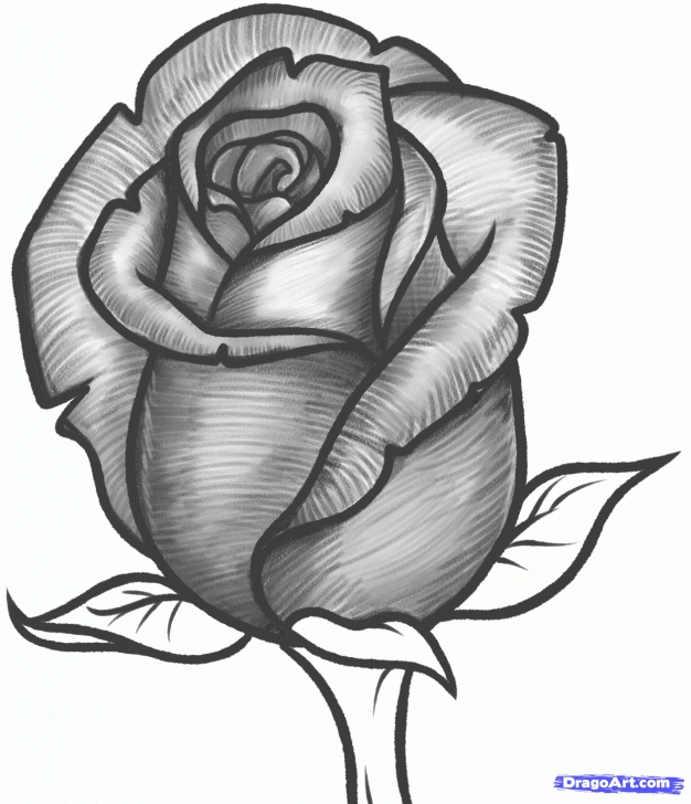 Incredible Rose Pencil Art Ideas How To Draw A Rose Bud, Rose Bud Step 10 … | Things I Can't Afford Photo