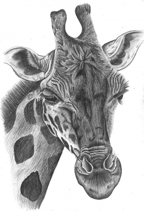 Incredible Shading Drawing Of Animals Courses Pencil Drawings Of Animals | Pencil Drawing By Bethany Grace Image