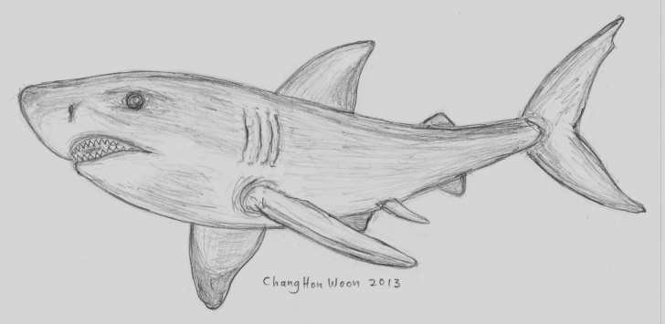 Incredible Shark Pencil Drawing Easy Pencil Sketch Of Shark And Shark Pencil Drawing | Drawing Artsy - 7+ Photo