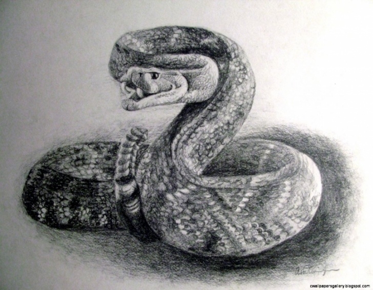 Incredible Snake Drawings In Pencil Lessons Snake Pencil Sketch At Paintingvalley | Explore Collection Of Photo