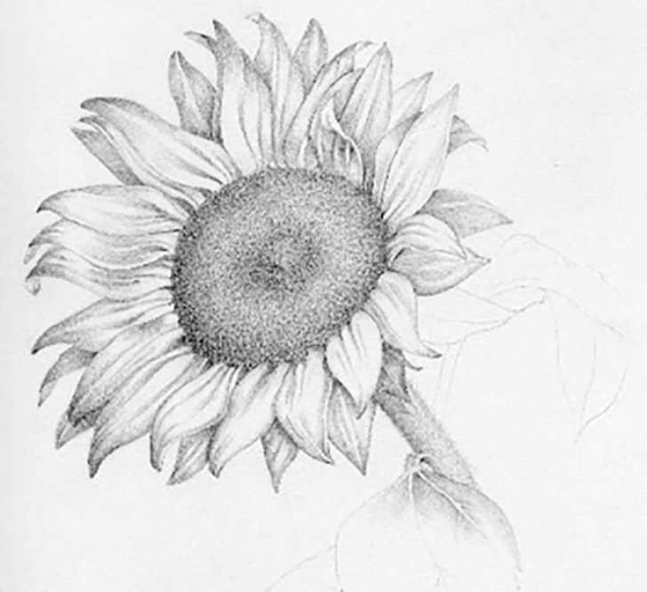 Incredible Sunflower Pencil Sketch Ideas Sunflower Pencil Drawing And Realistic Sunflower Drawing Sunflower Images