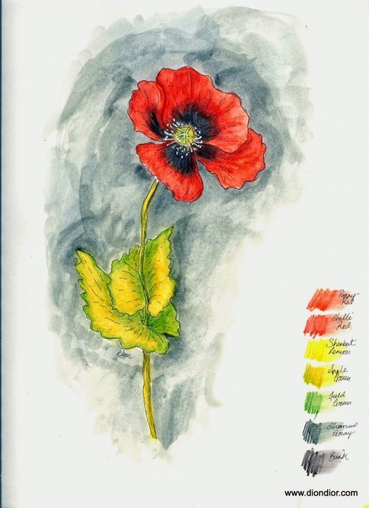 Incredible Watercolor Pencil Drawing Step By Step Step by Step Tutorial &amp; Giveaway: Watercolor Pencil Poppy | Draw-Sketch-Paint Photo