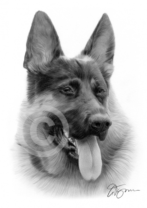 Inspiration German Shepherd Drawings In Pencil Easy Pencil Drawing Of A German Shepherd Dog By Artist Gary Tymon Pics