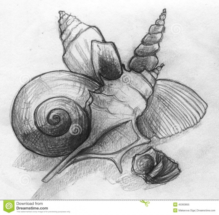 Inspiring Drawings Of Shells In Pencil Step by Step Still Life With Sea Shells Stock Illustration. Illustration Of Pictures
