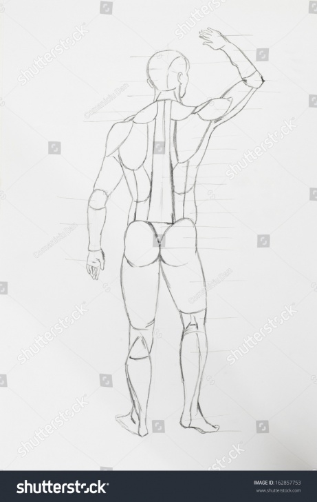 Inspiring Human Body Parts Pencil Drawing Tutorial Detail Human Back Body Parts Pencil Stock Illustration 162857753 Photos