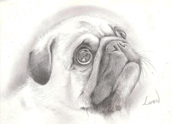 Pug Pencil Drawing