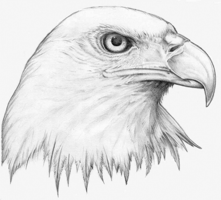 Interesting Animal Pencil Art Tutorials Animal Drawing, Pencil, Sketch, Colorful, Realistic Art Images Picture