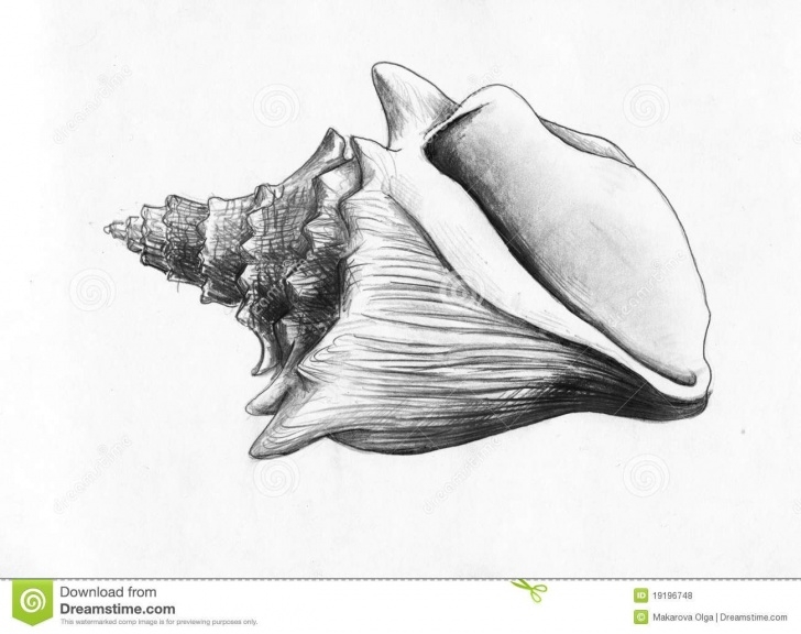 Interesting Drawings Of Shells In Pencil Step by Step Sea Shell - Pencil Drawing Royalty Free Stock Photos - Image Pictures