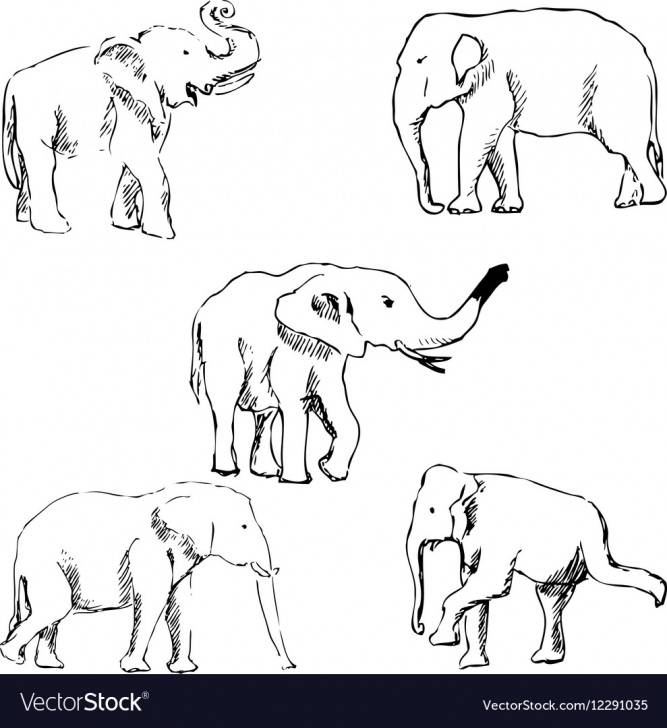 Interesting Elephant Pencil Art Techniques Elephants A Sketch By Hand Pencil Drawing Vector Image Picture