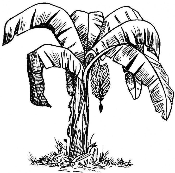 Learn Banana Tree Pencil Drawing Free Banana Leaf Outline - Google Search | Y | Leaves Sketch, Banana Image