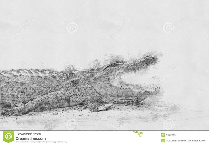 Learn Crocodile Pencil Drawing Easy Crocodile. Sketch With Pencil Stock Illustration - Illustration Of Pic