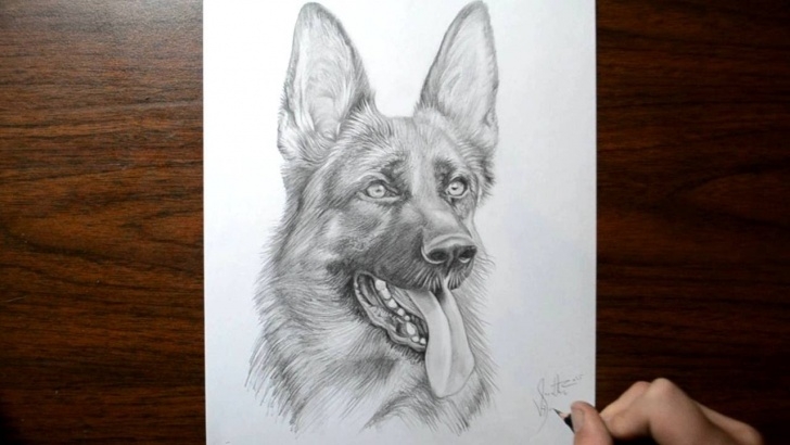 Learn German Shepherd Drawings In Pencil Tutorial How To Draw A Dog - German Shepherd Images
