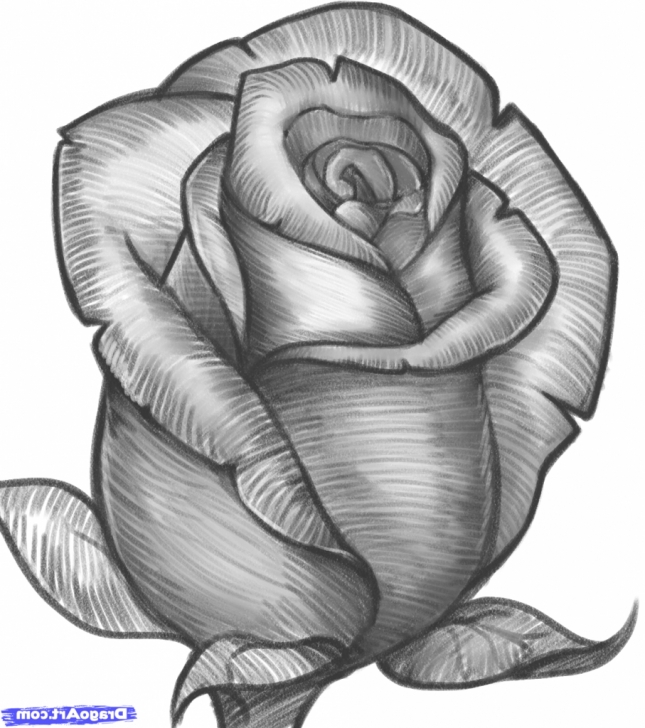 Learn Rose Flower Pencil Drawing Tutorials Rose Flower Sketch At Paintingvalley | Explore Collection Of Photo